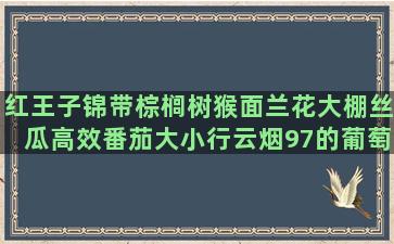 红王子锦带棕榈树猴面兰花大棚丝瓜高效番茄大小行云烟97的葡萄的栽培与管理 1